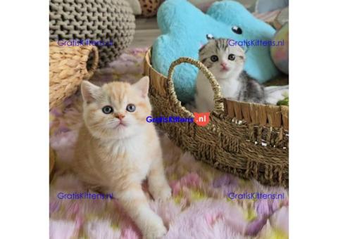 Gezonde sphynix, bengal, chatreuax, ragdoll en europese korthaar kittens. Whatsapp; +3197010238859