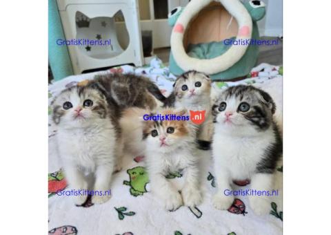 Gezonde sphynix, bengal, chatreuax, ragdoll en europese korthaar kittens. Whatsapp; +3197010238859
