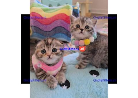 Gezonde sphynix, bengal, chatreuax, ragdoll en europese korthaar kittens. Whatsapp; +3197010238859