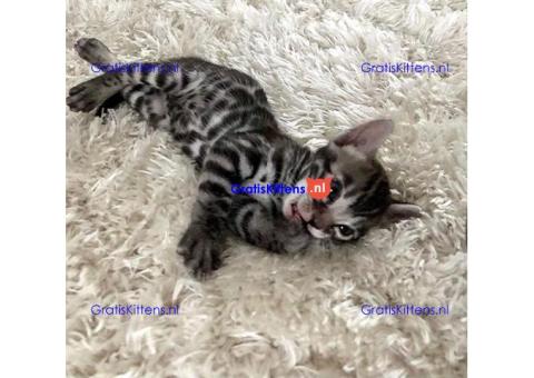 Gezonde sphynix, bengal, chatreuax, ragdoll en europese korthaar kittens. Whatsapp; +3197010238859