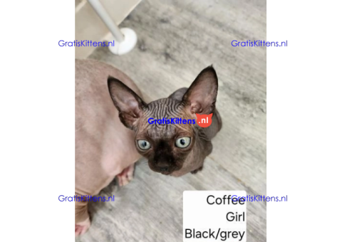 Gezonde sphynix, bengal, chatreuax, ragdoll en europese korthaar kittens. Whatsapp; +3197010238859