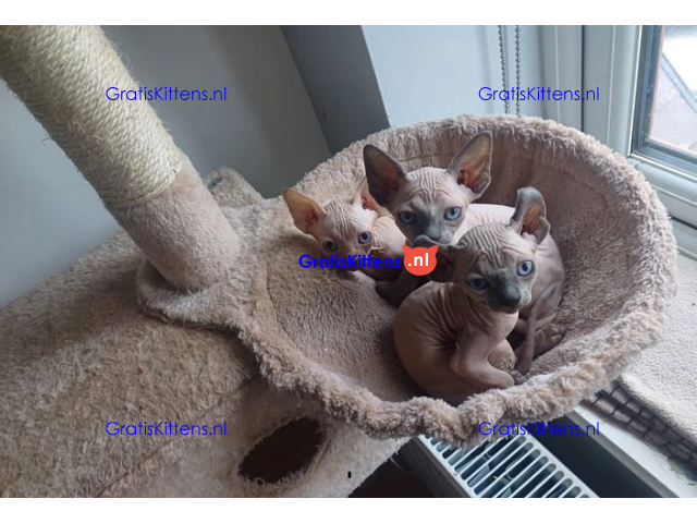 Gezonde sphynix, bengal, chatreuax, ragdoll en europese korthaar kittens.  Whatsapp; +3197010238859