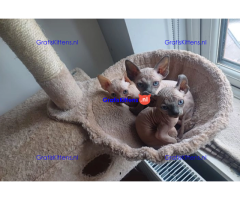 Gezonde sphynix, bengal, chatreuax, ragdoll en europese korthaar kittens.  Whatsapp; +3197010238859