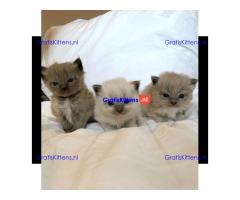 Gezonde sphynix, bengal, chatreuax, ragdoll en europese korthaar kittens.  Whatsapp; +3197010238859