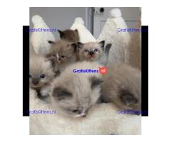 Gezonde sphynix, bengal, chatreuax, ragdoll en europese korthaar kittens.  Whatsapp; +3197010238859
