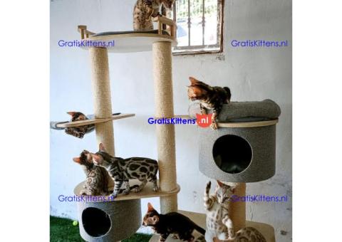 Gezonde sphynix, bengal, chatreuax, ragdoll en europese korthaar kittens. Whatsapp; +3197010238859