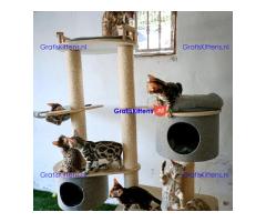 Gezonde sphynix, bengal, chatreuax, ragdoll en europese korthaar kittens.  Whatsapp; +3197010238859