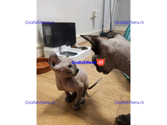 Gezonde sphynix, bengal, chatreuax, ragdoll en europese korthaar kittens.  Whatsapp; +3197010238859