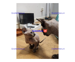 Gezonde sphynix, bengal, chatreuax, ragdoll en europese korthaar kittens.  Whatsapp; +3197010238859