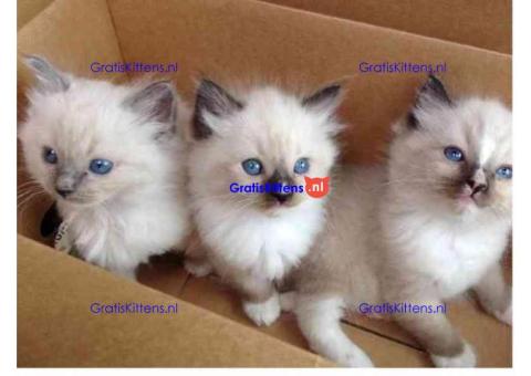 Ragdoll kittens ter adoptie