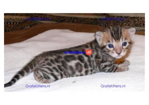 Vriendelijke Bengaalse kittens ter adoptie.