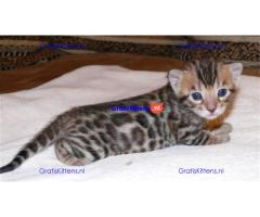 Vriendelijke Bengaalse kittens ter adoptie.