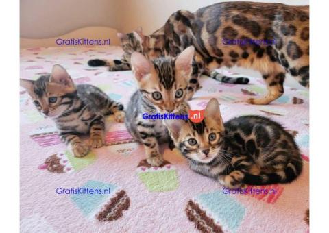 Cattery Kittens te koop €200