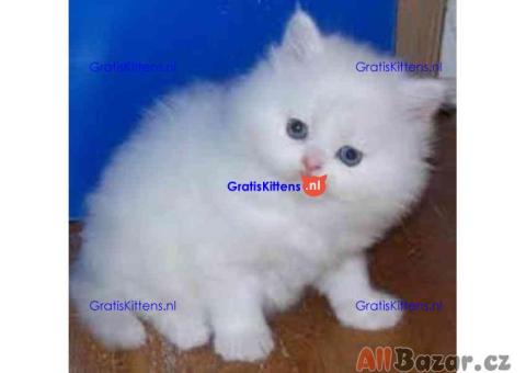 Perzische kittens ter adoptie