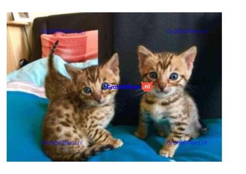 Schattige Bengaalse kittens ter adoptie