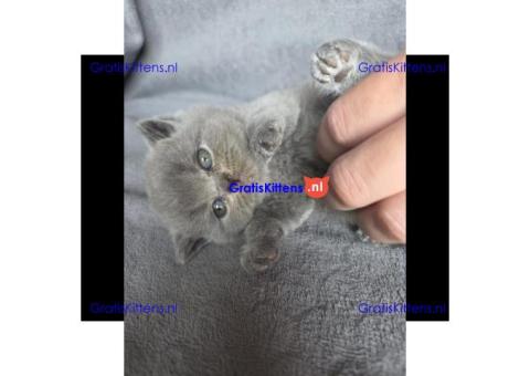 Britse Korthaar/Scottish Fold Blauw en Lilac kitten €  Whatsapp-nummer: +31 6 877 322 95