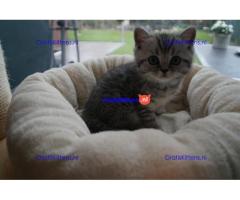 Britse Korthaar/Scottish Fold Blauw en Lilac kitten €  Whatsapp-nummer: +31 6 877 322 95