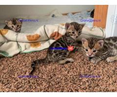 rasechte Bengaalse kittens voor gratis adoptie
