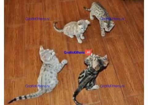 Sunshine Bengaalse Kittens Gratis