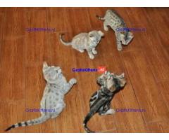 Sunshine Bengaalse Kittens Gratis