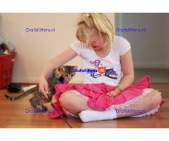 Uitstekende Bengaalse kittens Gratis beschikbaar