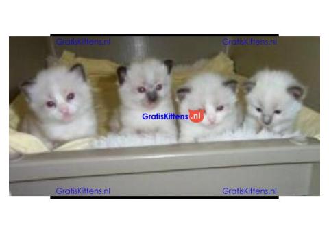 Met de hand grootgebrachte Ragdoll-kittens