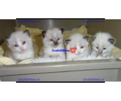 Met de hand grootgebrachte Ragdoll-kittens