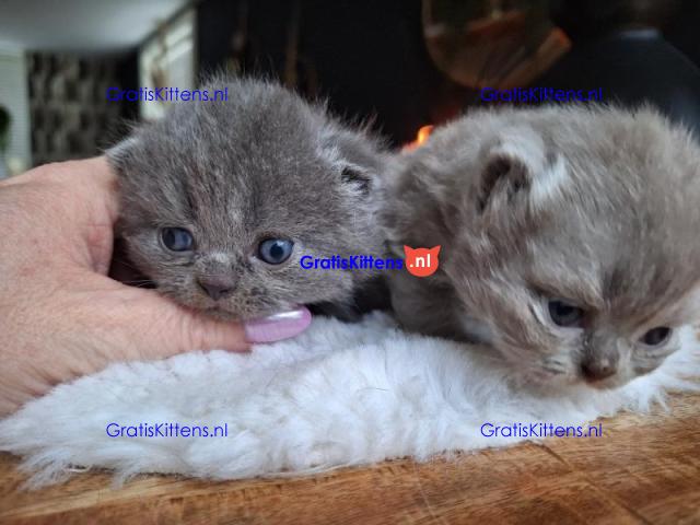 Brits Korthaar en Bengal nest/Whatsapp: +3197010238859