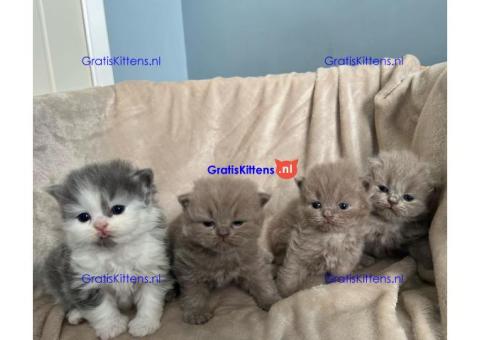 Brits Korthaar en Bengal nest/Whatsapp: +3197010238859