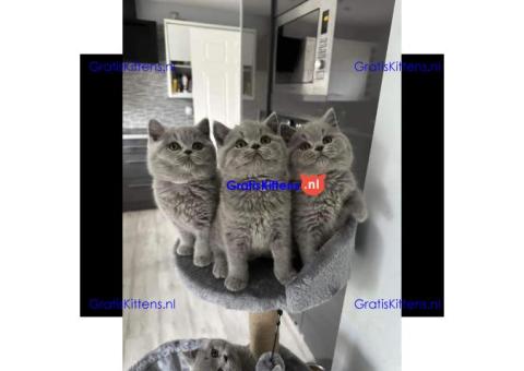 Brits Korthaar en Bengal nest/Whatsapp: +3197010238859