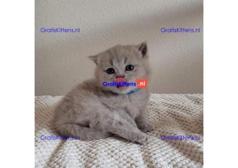 Brits Korthaar en Bengal nest/Whatsapp: +3197010238859