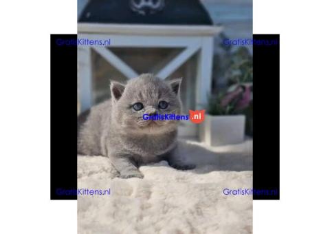 Brits Korthaar en Bengal nest/Whatsapp: +3197010238859