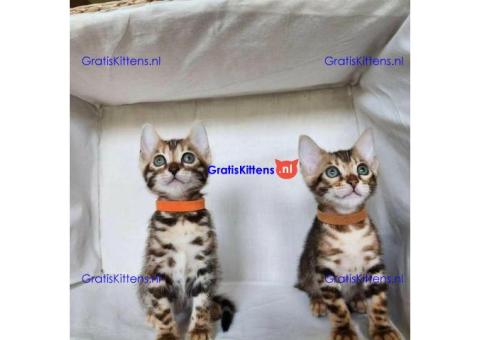 Brits Korthaar en Bengal nest/Whatsapp: +3197010238859