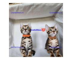 Brits Korthaar en Bengal nest/Whatsapp: +3197010238859