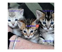 Brits Korthaar en Bengal nest/Whatsapp: +3197010238859