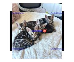 Brits Korthaar en Bengal nest/Whatsapp: +3197010238859