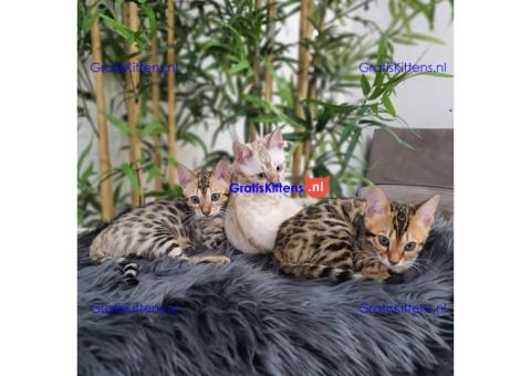 Brits Korthaar en Bengal nest/Whatsapp: +3197010238859