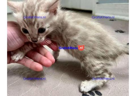 Brits Korthaar en Bengal nest/Whatsapp: +3197010238859