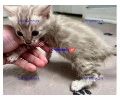 Brits Korthaar en Bengal nest/Whatsapp: +3197010238859