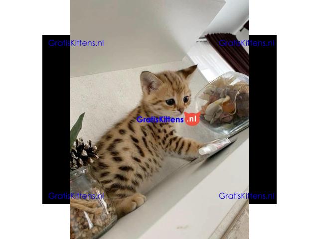 Gratis Bengaalse en prachtige kittens ter adoptie