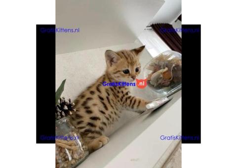 Gratis Bengaalse en prachtige kittens ter adoptie