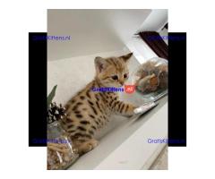 Gratis Bengaalse en prachtige kittens ter adoptie