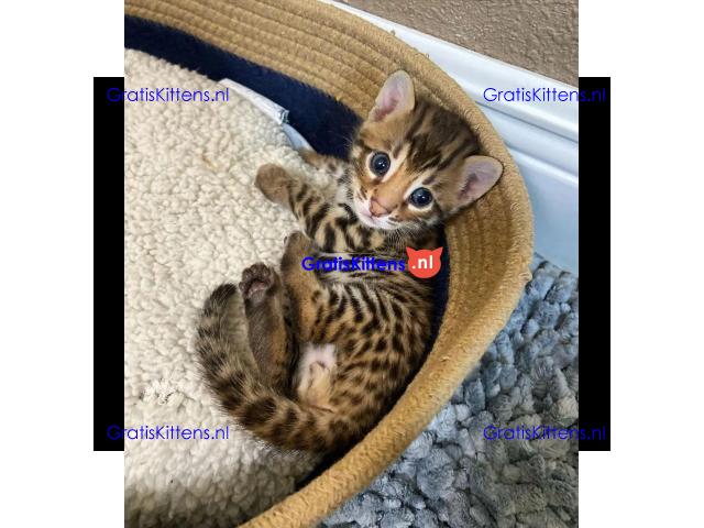 Gratis Bengaalse en prachtige kittens ter adoptie