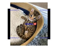 Gratis Bengaalse en prachtige kittens ter adoptie