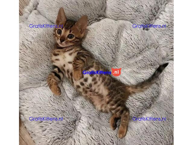 Gratis Bengaalse en prachtige kittens ter adoptie