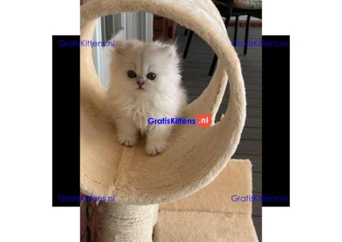 Gratis Perzische kittens ter adoptie