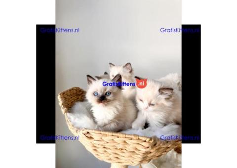 Gratis Ragdoll-kitten ter adoptie