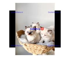 Gratis Ragdoll-kitten ter adoptie