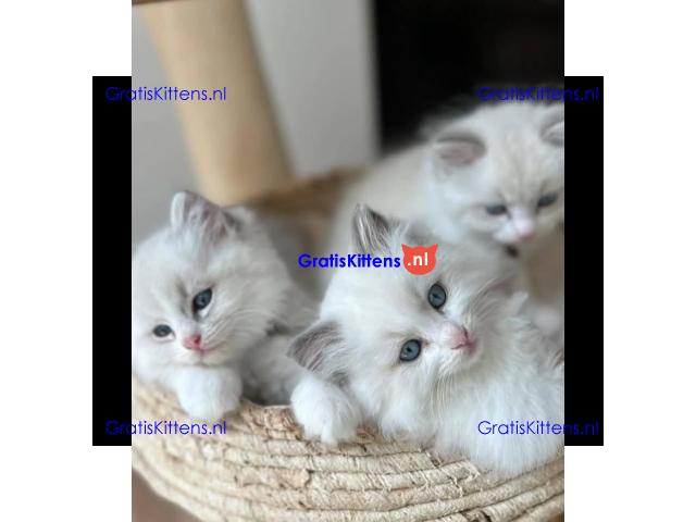 Gratis Ragdoll-kitten ter adoptie
