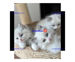Gratis Ragdoll-kitten ter adoptie